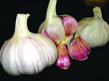 Garlic Bulbs - Lautrec Wight (Single Bulb)